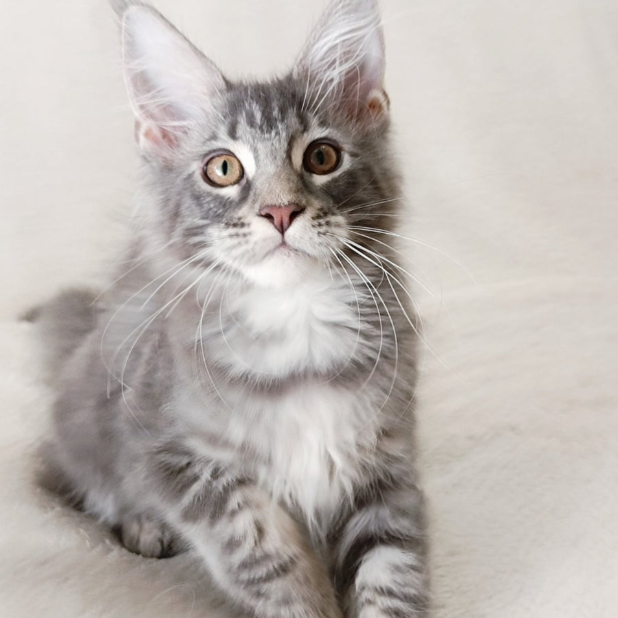 Quartz Beauty Maine Coon female, blue tabby