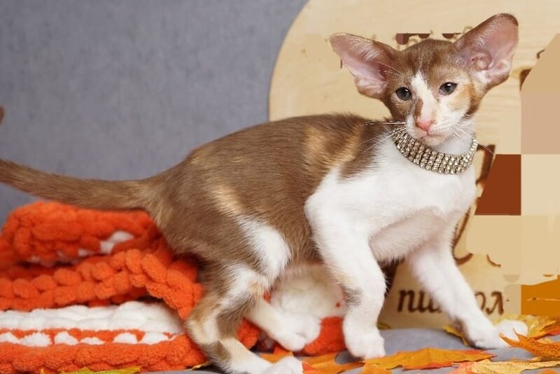 Fiona Oriental Shorthair female, cinnamon bicolour