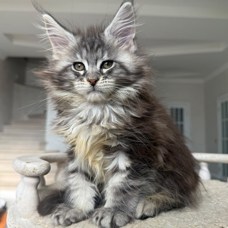 Odry Maine Coon female, black silver tabby