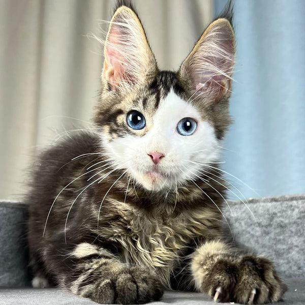 Penelope Maine Coon female, black tabby with white