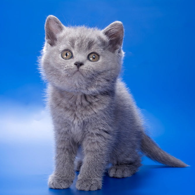 Rose British Shorthair female, blue