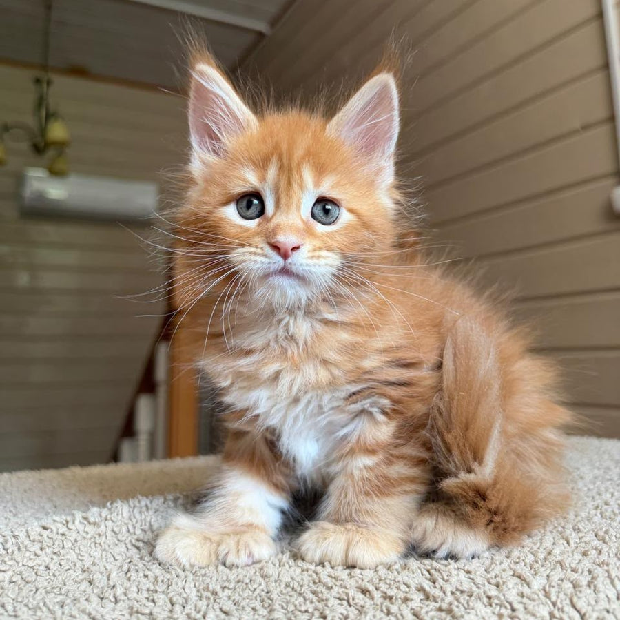 Bazilio Maine Coon polydactyl 6x6x6x6 male, red tabby with white