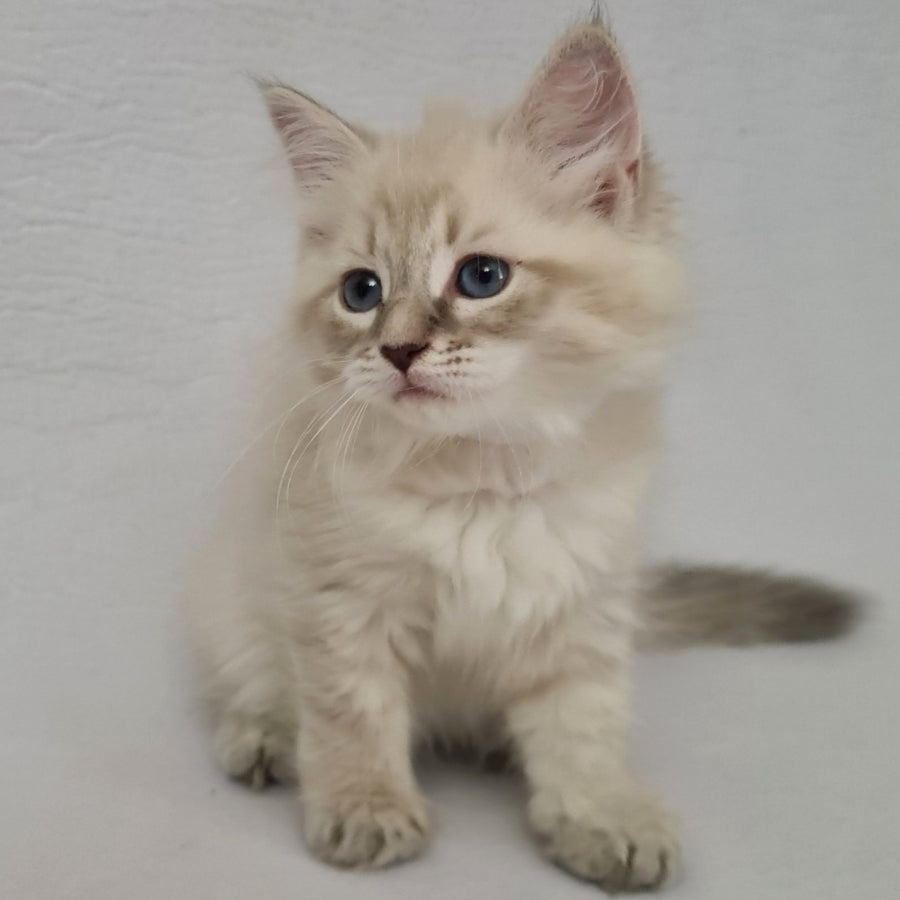 Bella Siberian female, blue tabby pointed