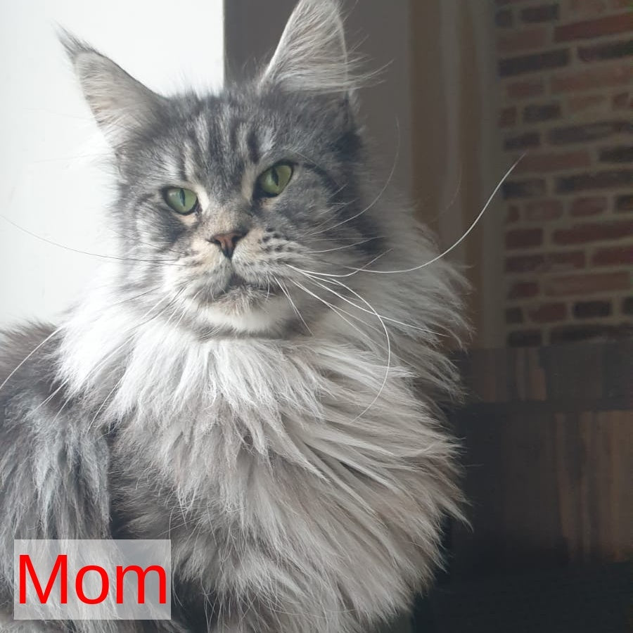 Irbis Maine Coon male, black silver tabby