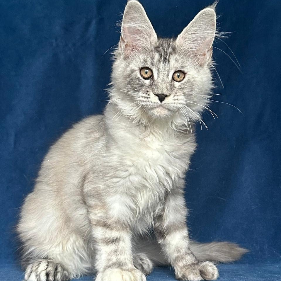 Liya Maine Coon polydactyl 6x6x6x6 female, black tortie silver ticked tabby