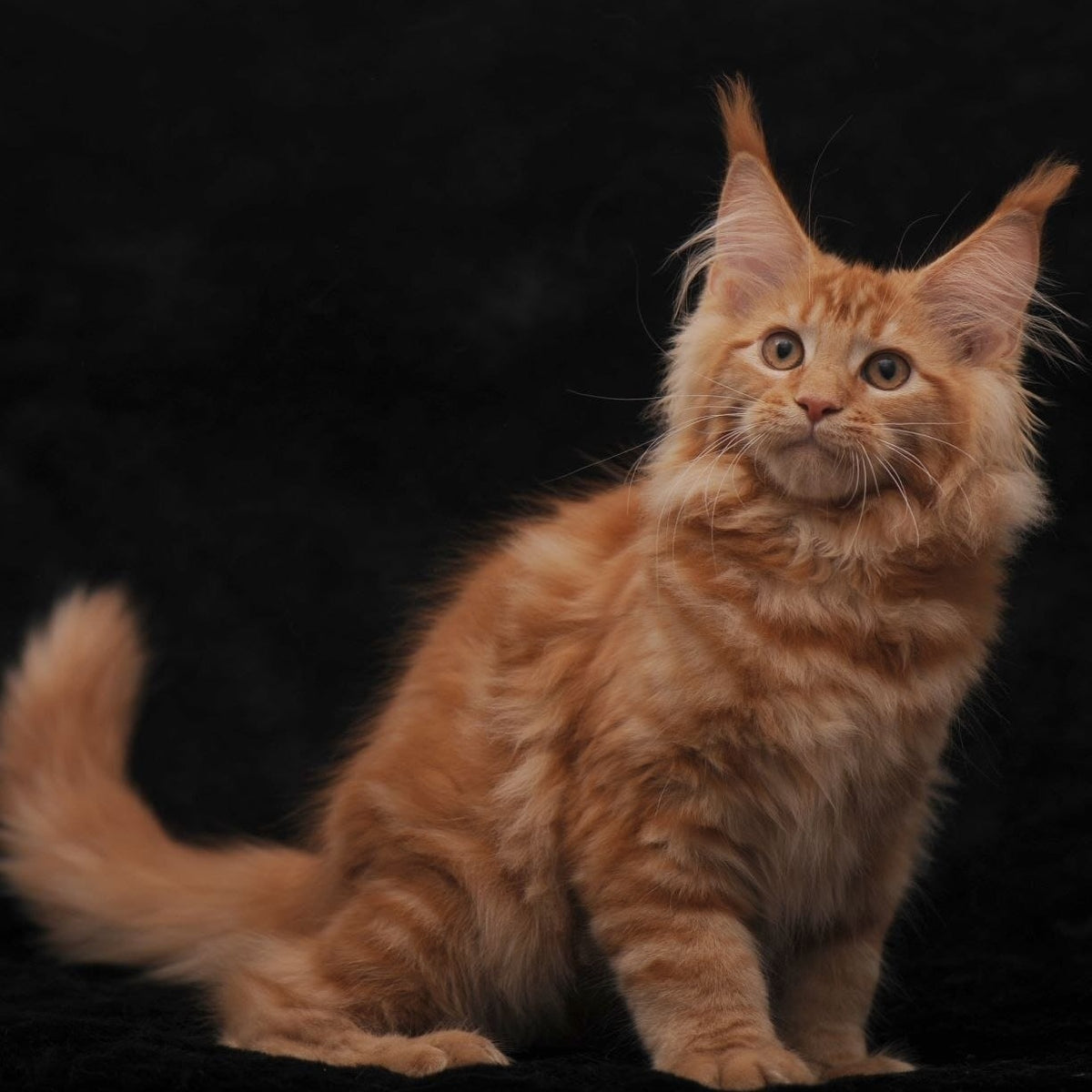 Riana Maine Coon female, red