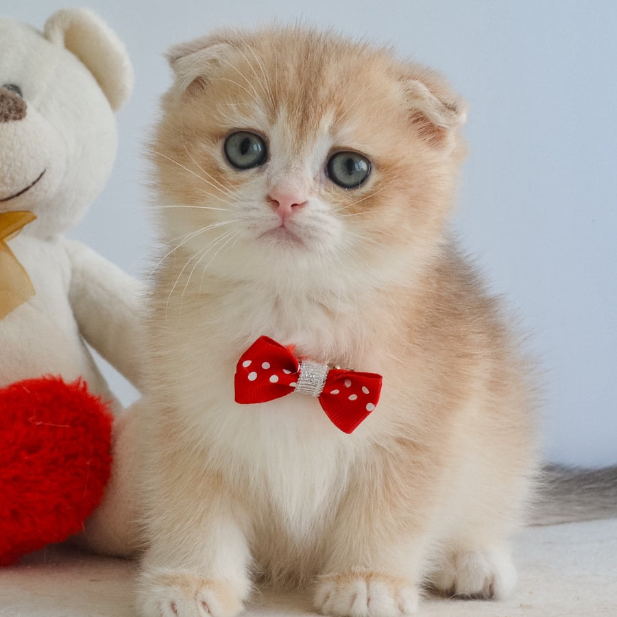 Henrik Scottish Fold male, blue golden chinchilla