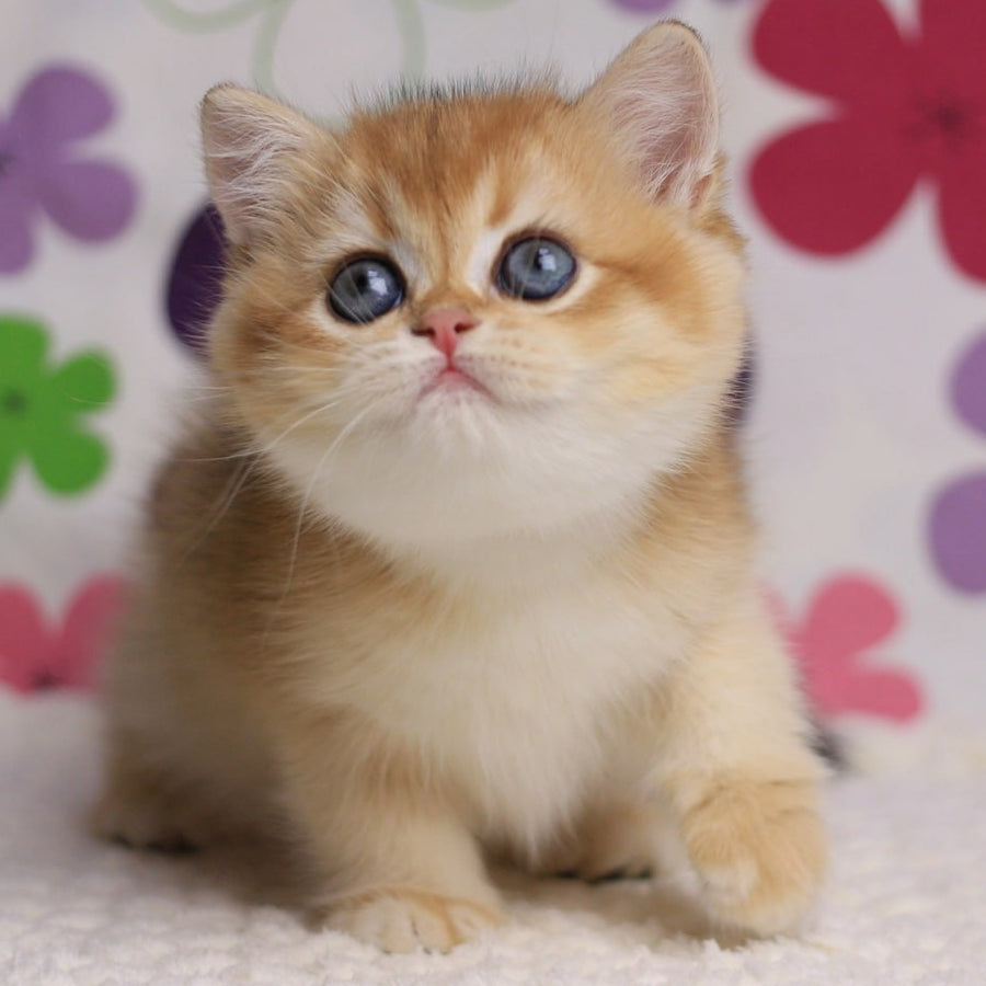 Aurora British Shorthair female, black golden chinchilla