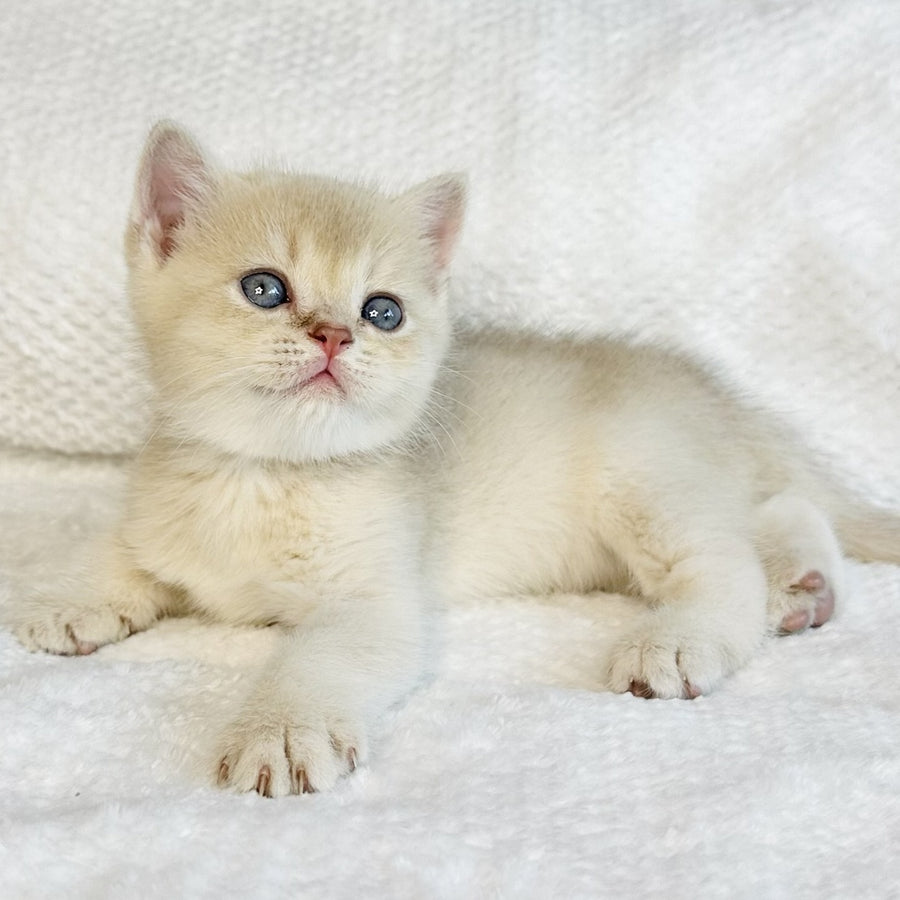 Galaxy Star British Shorthair male, lilac golden shaded