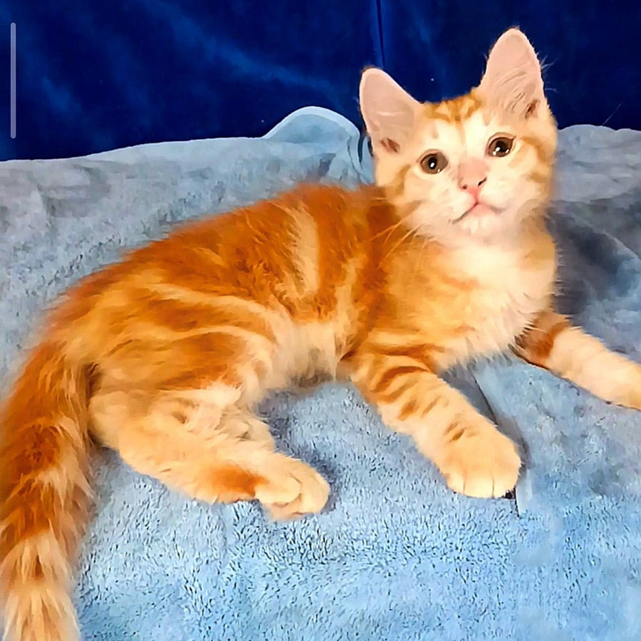 Еlvis Siberian male, red tabby