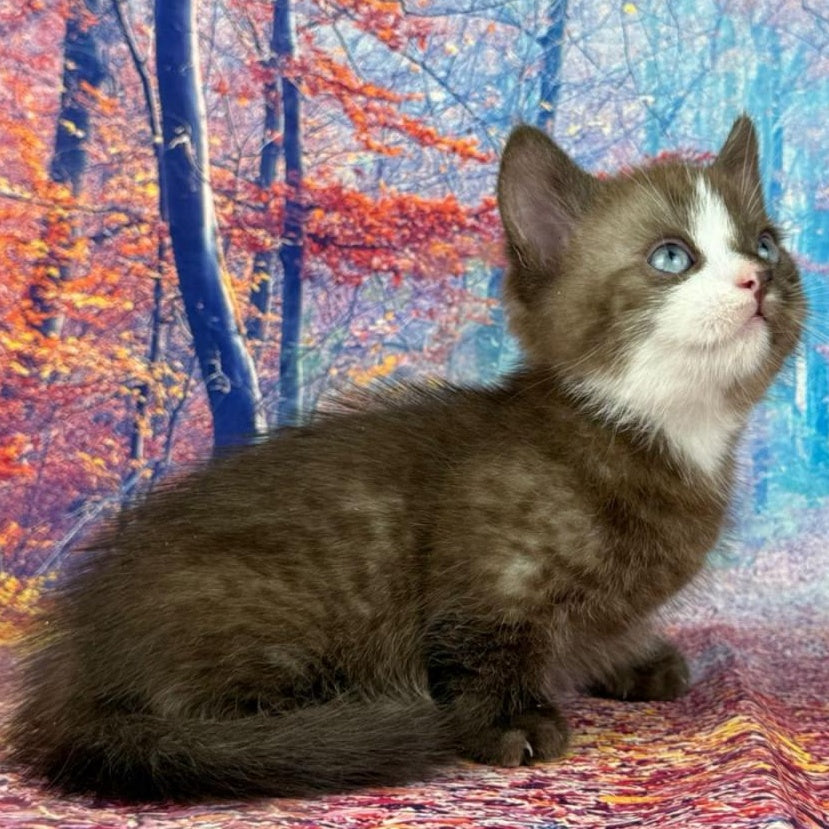 Gary Munchkin male, chocolate bicolour