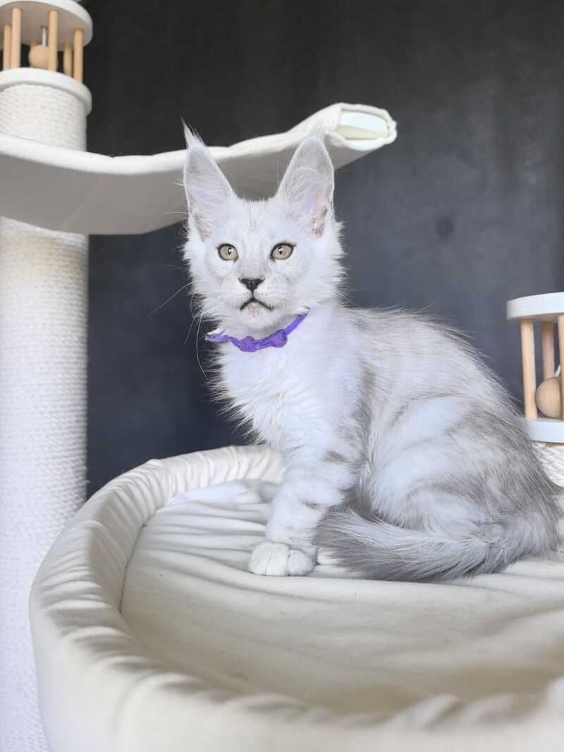 Ustin Maine Coon male, black silver tabby