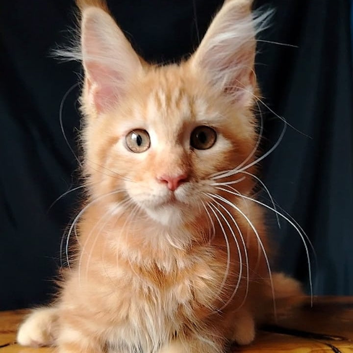 Asol Maine Coon female, red