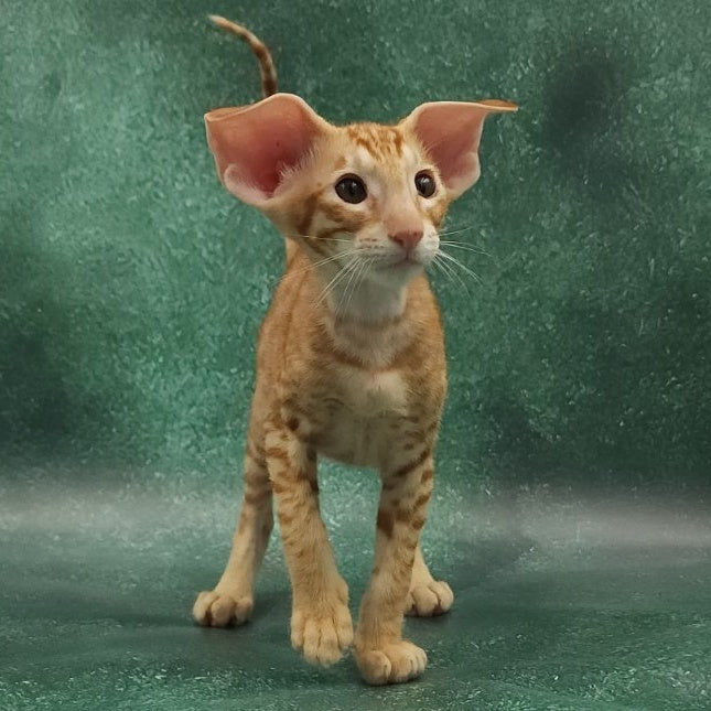 Zachary Oriental Shorthair male, red spotted tabby