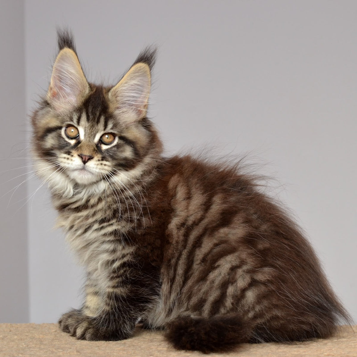 Juliet Maine Coon female, black spotted tabby