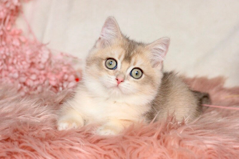 Mikki British Shorthair male, blue golden shaded