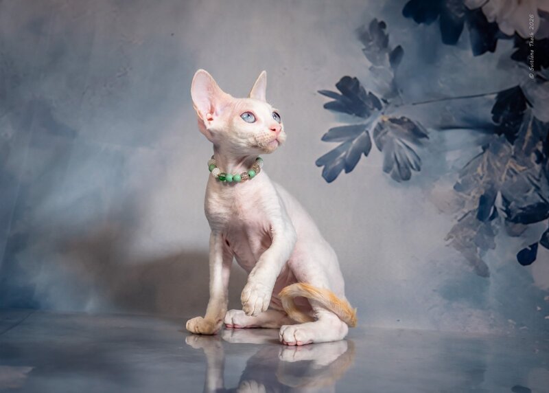 Ice Berry Devon Rex male red pointed - live animals