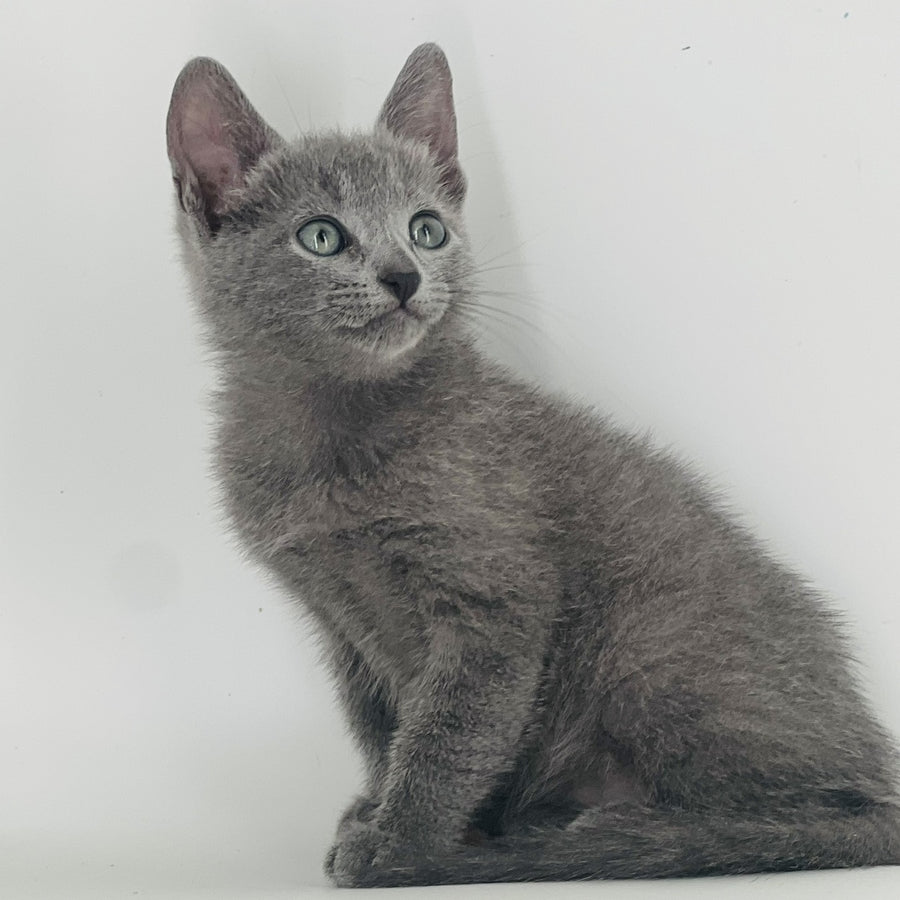 Aster Russian Blue male, blue