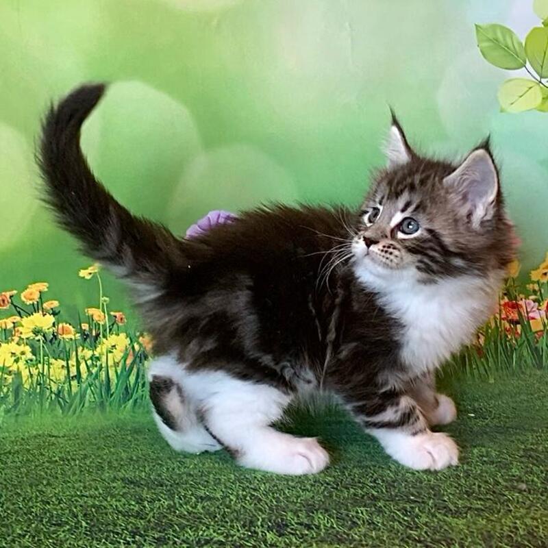 Uttar Maine Coon male, black silver bicolour tabby