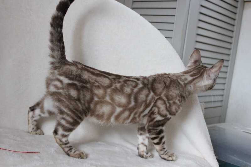 Tamila Bengal female, black spotted tabby pointed