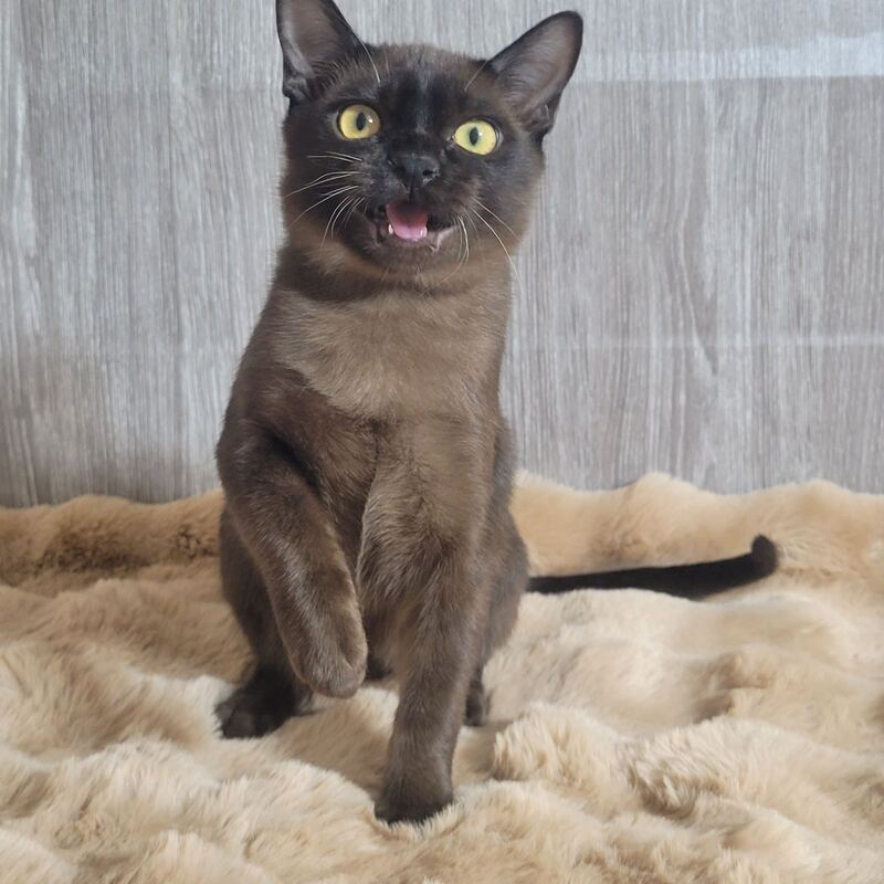 Odysseus Burmese male, black