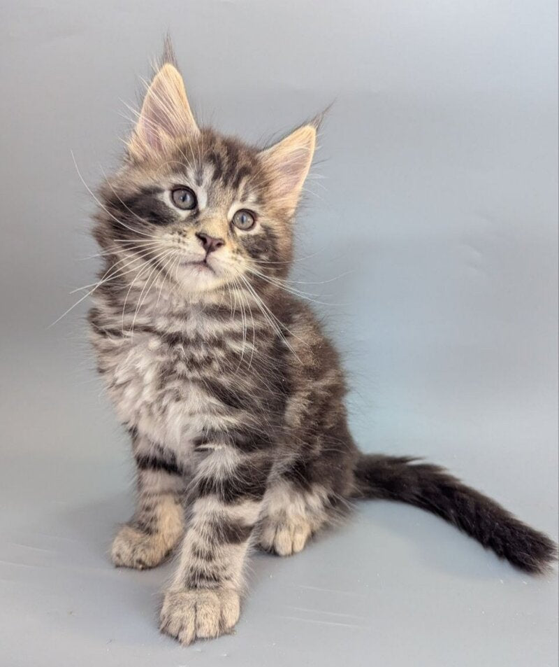 Hugo Maine Coon male black silver tabby - live animals