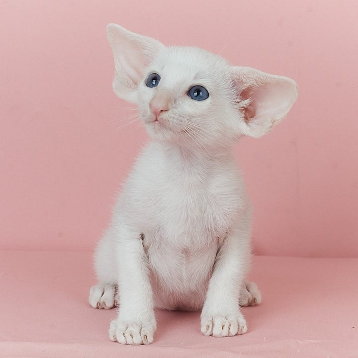 Wookie-Woo Oriental Shorthair male, white