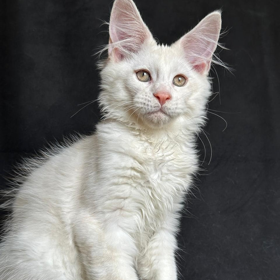Juno Maine Coon male, red silver shaded