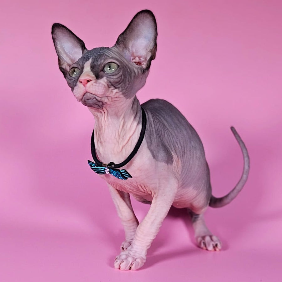 Basalt Canadian Sphynx male, black bicolour