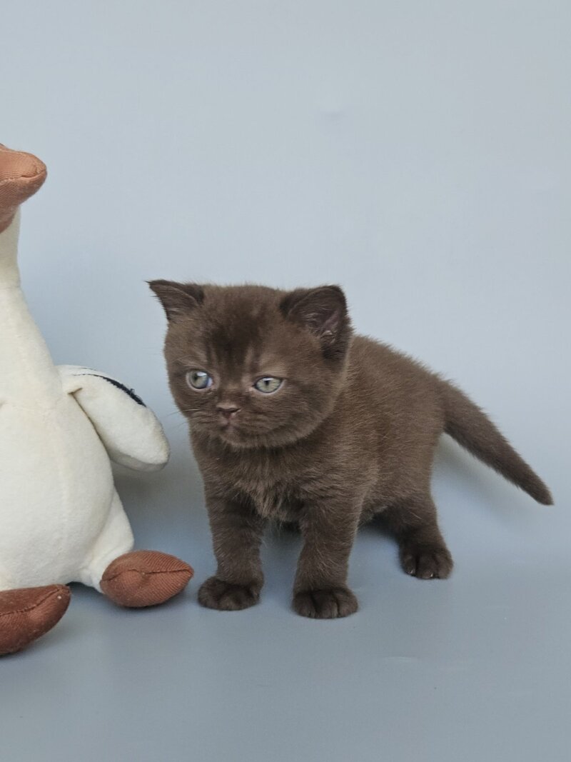 Ash British Shorthair female, chocolate
