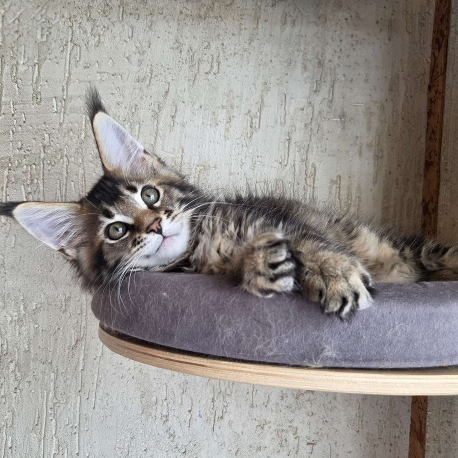 Radimir Maine Coon male, black ticked tabby
