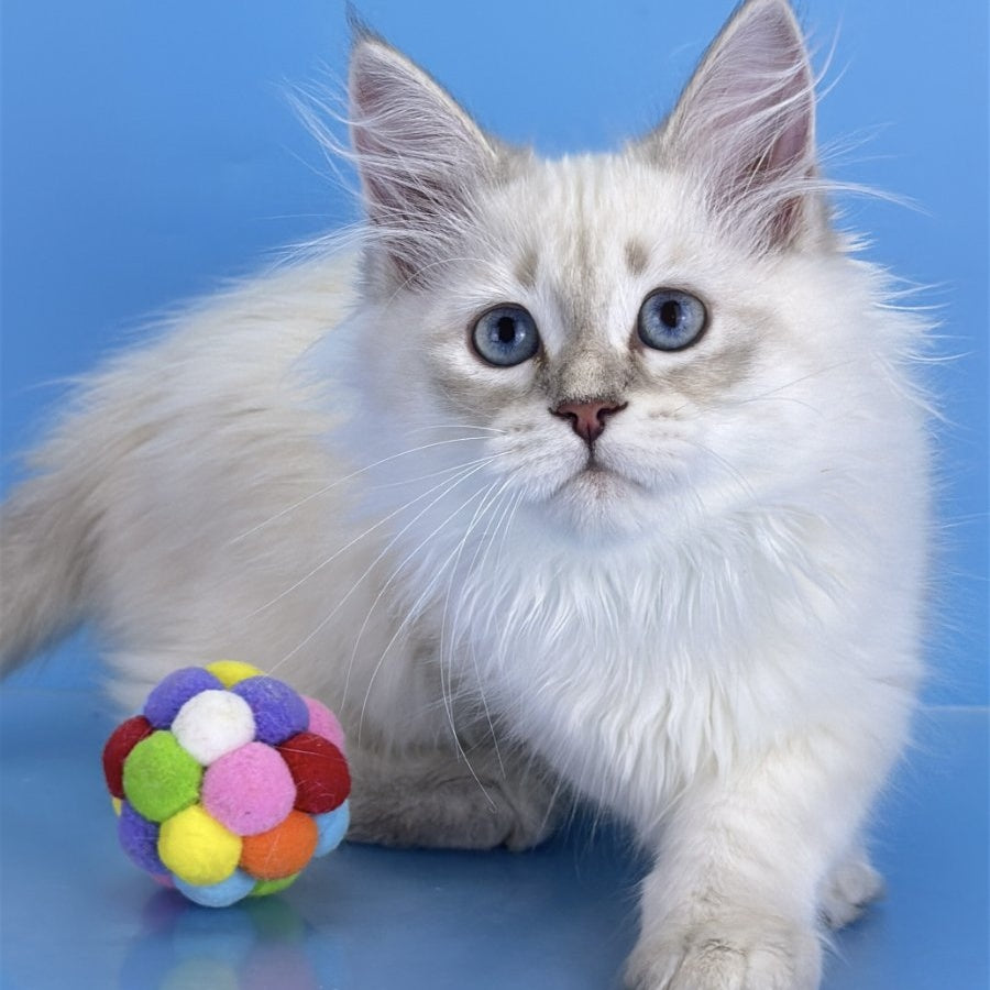 Xander Siberian male, blue tabby pointed