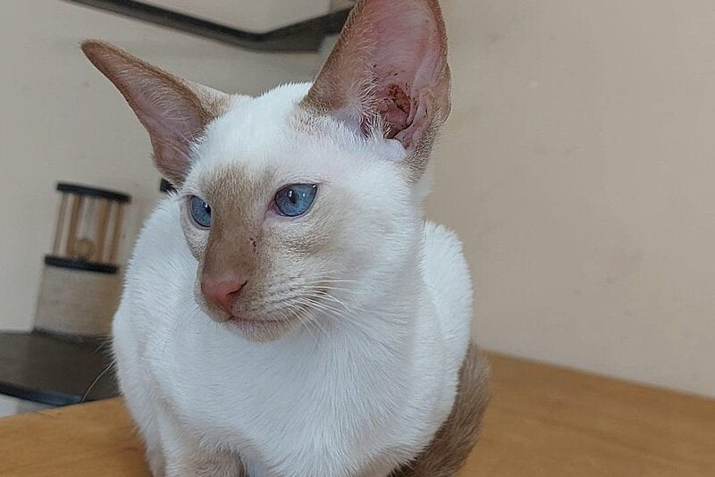 Yuvelir Siamese male, cinnamon