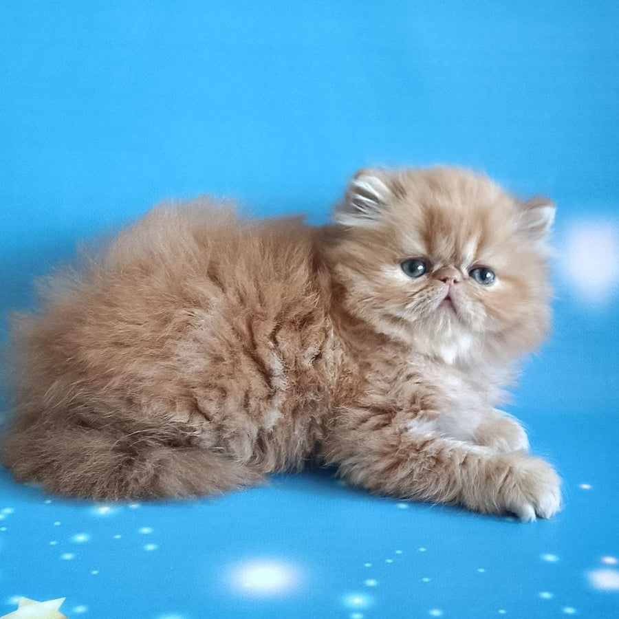 Sonata Persian female, red tabby