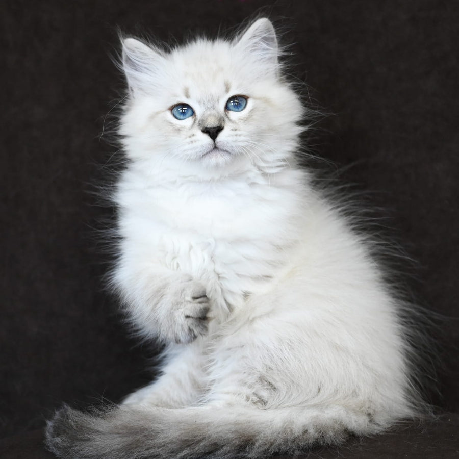 Kim Siberian male, seal tabby pointed