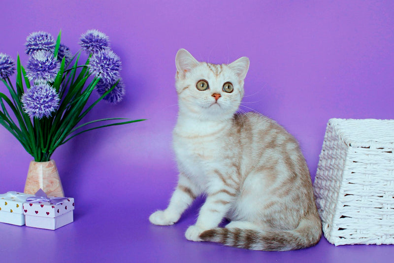 Kleo British Shorthair female, chocolate silver tabby