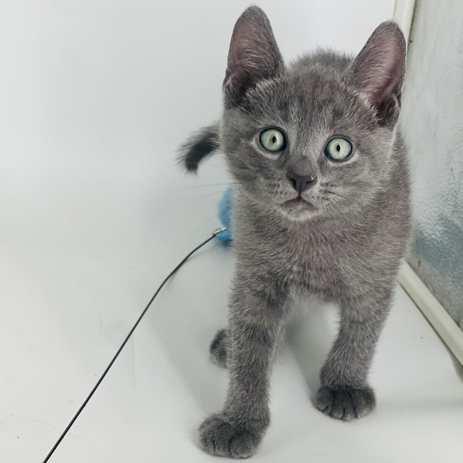 Archie Russian Blue male, blue