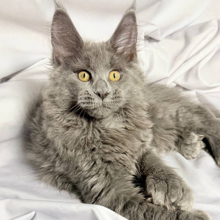 Fablette Maine Coon polydactyl 6x6x6x6 female, blue silver with white
