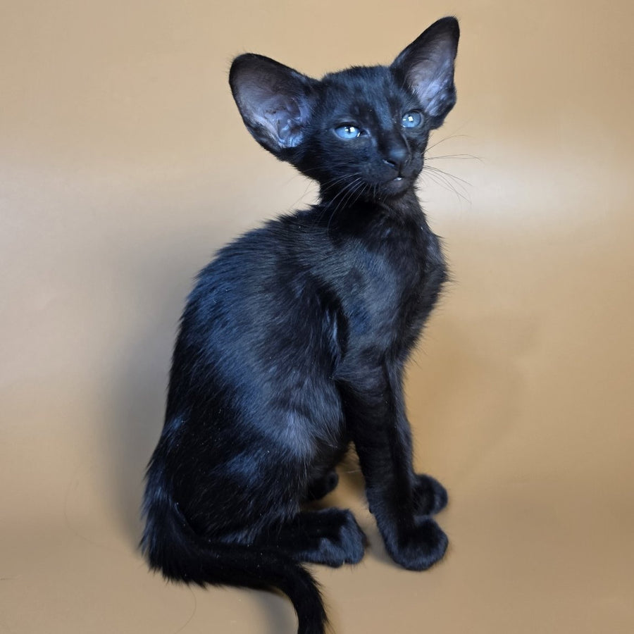 Finn Oriental Shorthair male, black