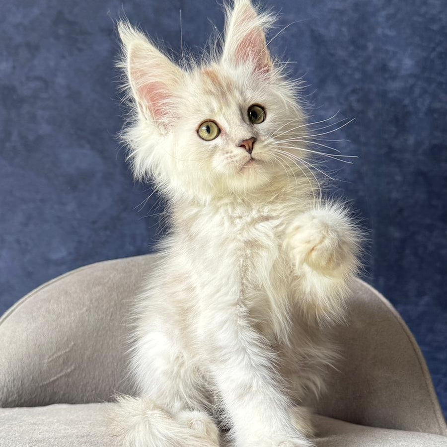Wafan Maine Coon male, black silver ticked tabby