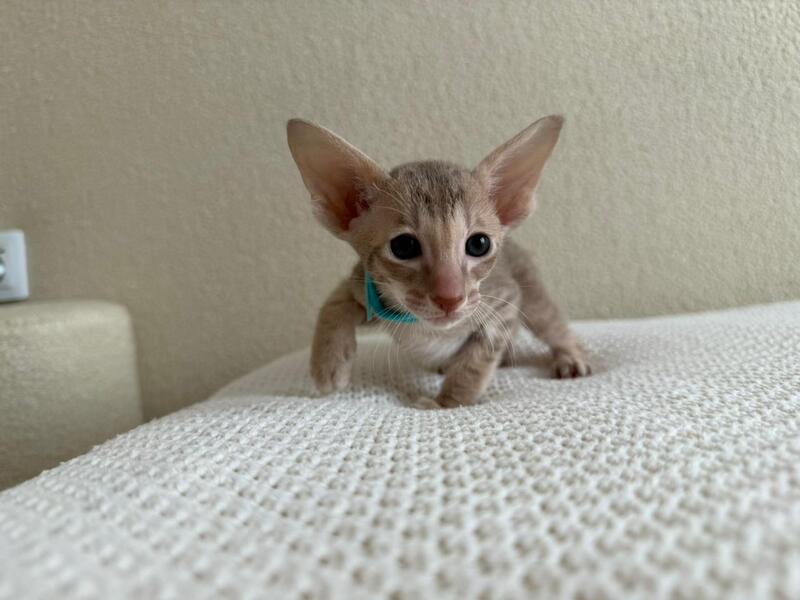 Axel Oriental Shorthair male lilac spotted tabby - live animals