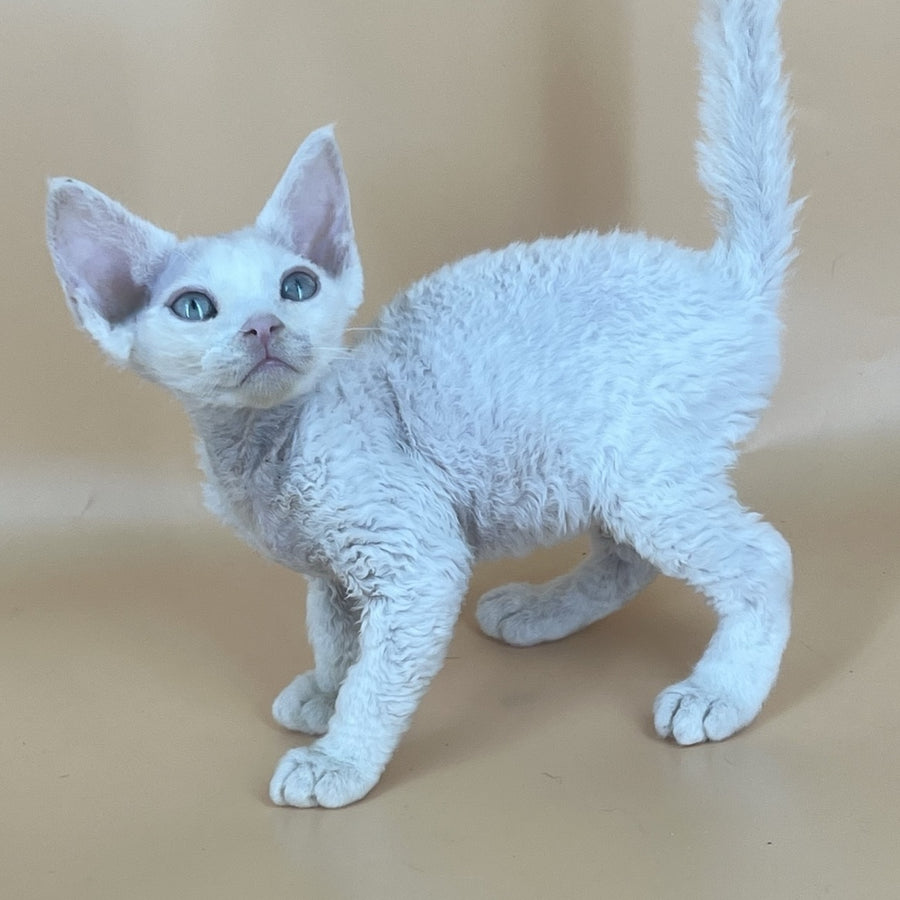 Arni Devon Rex male, white