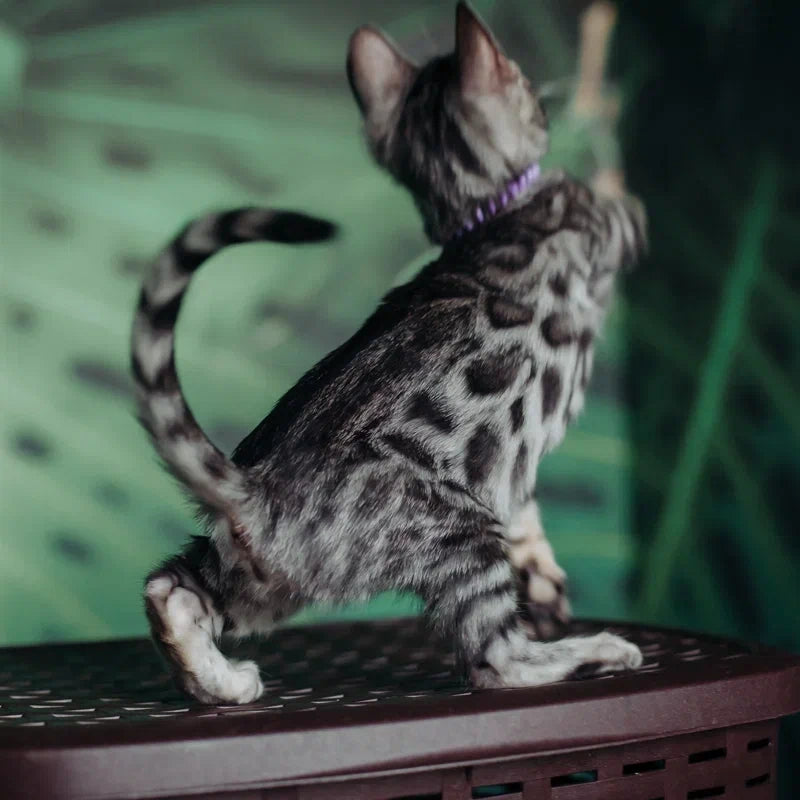 Fleur Bengal female, black silver spotted tabby