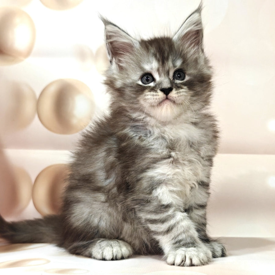 Brendan Maine Coon polydactyl 6x6x6x6 male, black silver spotted tabby