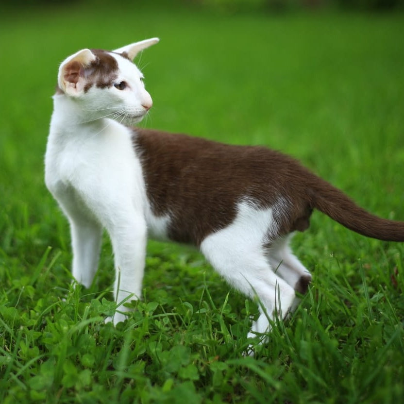Puri Bembi Oriental Shorthair male, chocolate bicolour