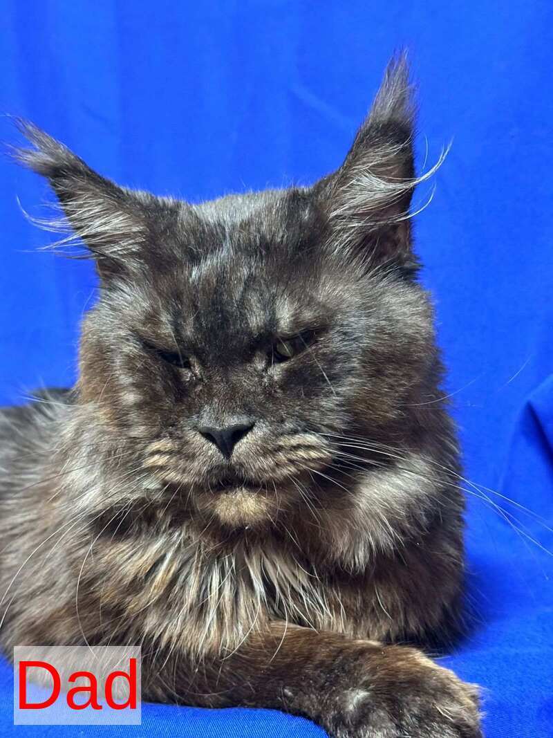 Banny Maine Coon male, black silver