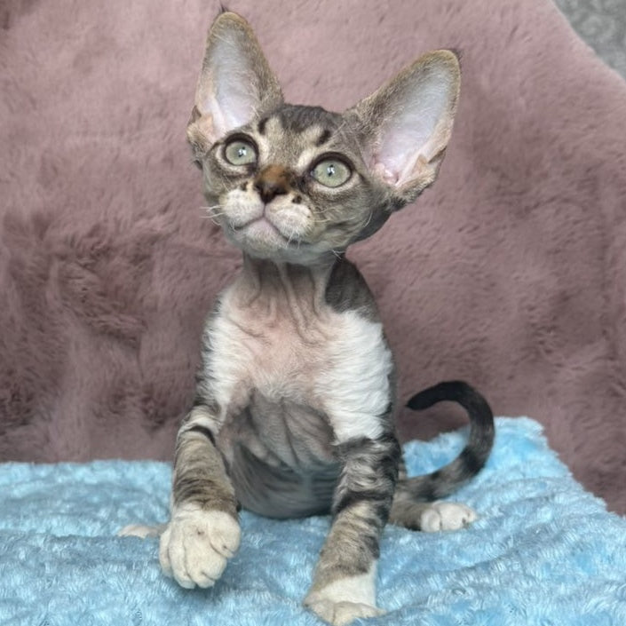 Xenon Devon Rex male, black tabby with white