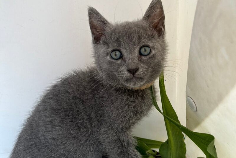 Nik Russian Blue male, blue