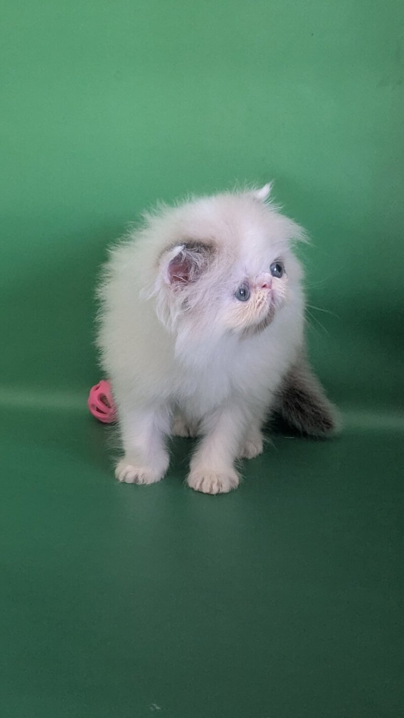 Nemо Persian male, cream pointed bicolour