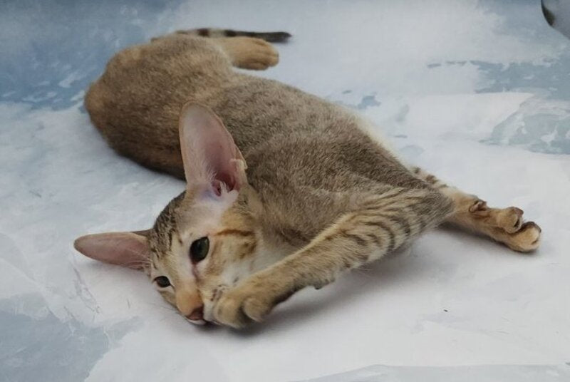 Marian Oriental Shorthair female, chocolate tortie spotted tabby